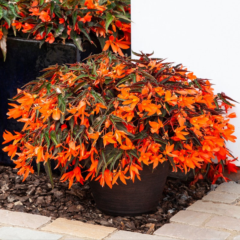 Begonia Starshine Bronze Papaya Flower Plants