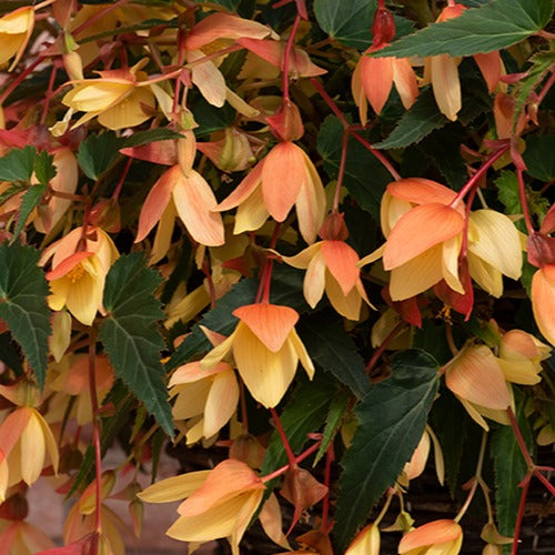 Begonia Starshine Calypso Flower Plants