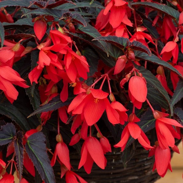 5 Young Plants (1 of each) Begonia Starshine Collection