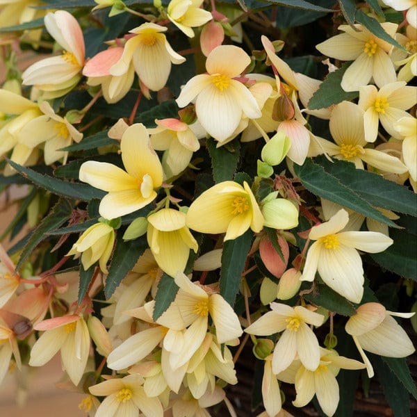5 Young Plants (1 of each) Begonia Starshine Collection
