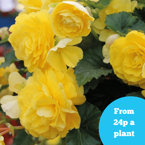 Begonia Illumination Lemon F1 Flower Plants