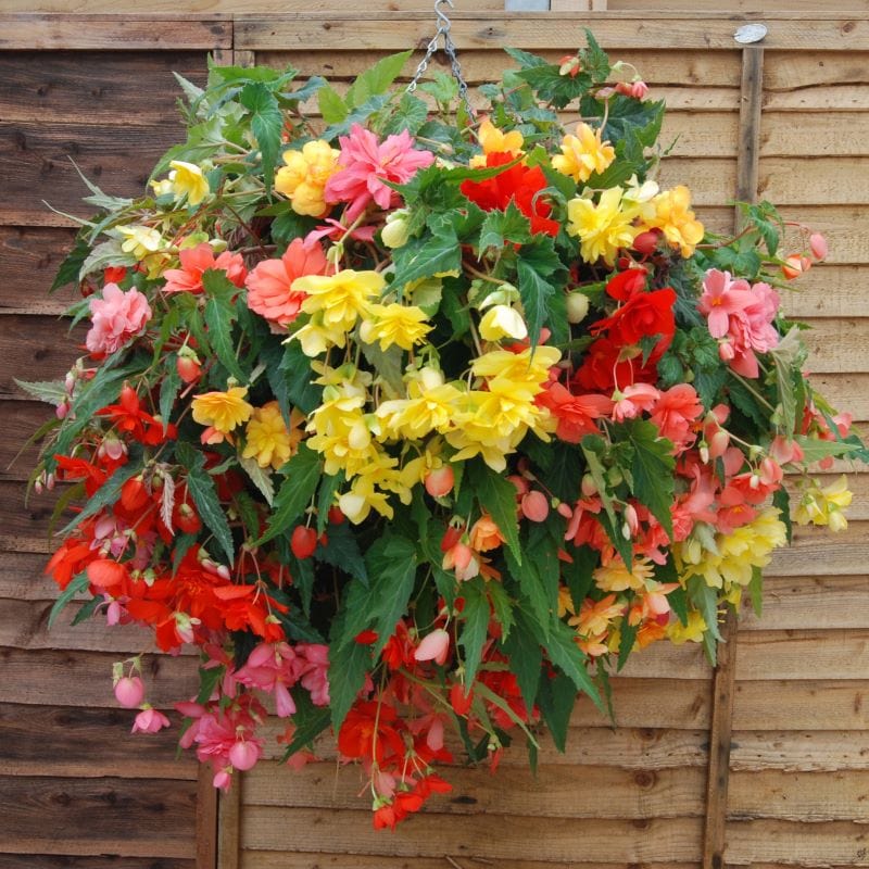 Begonia Illumination Mixed F1 Seeds