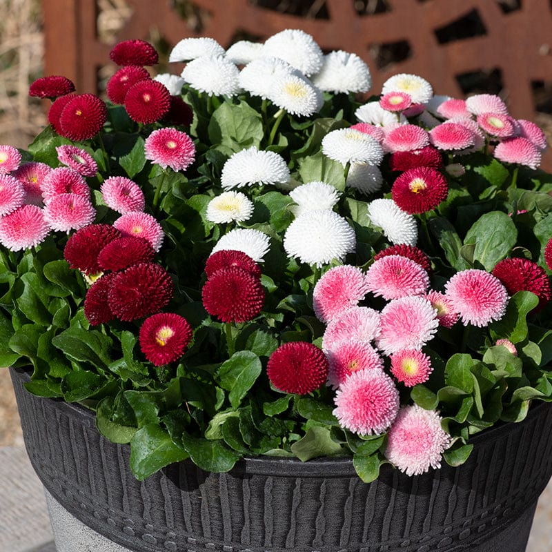Bellis Bellissima Mixed Plants