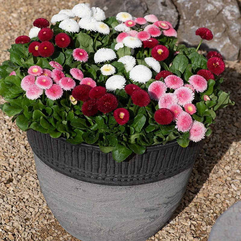 Bellis Bellissima Mixed Plants