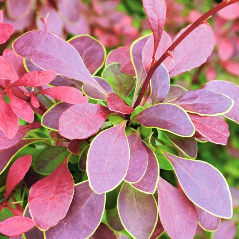 Berberis thunbergii Golden Ring Shrub Plants