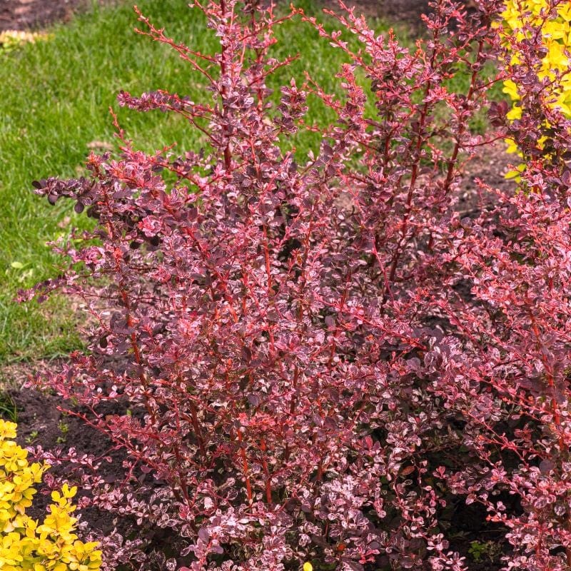 Berberis Thunbergii Flamingo Shrub Plants From Mr Fothergill's.