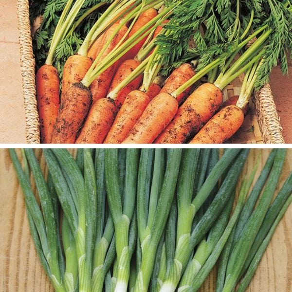 Better together: Carrot & Co