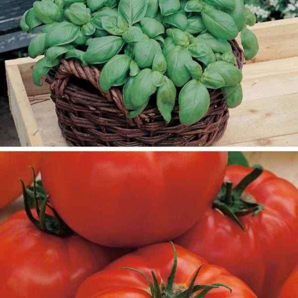 Better together: Herb & Vine