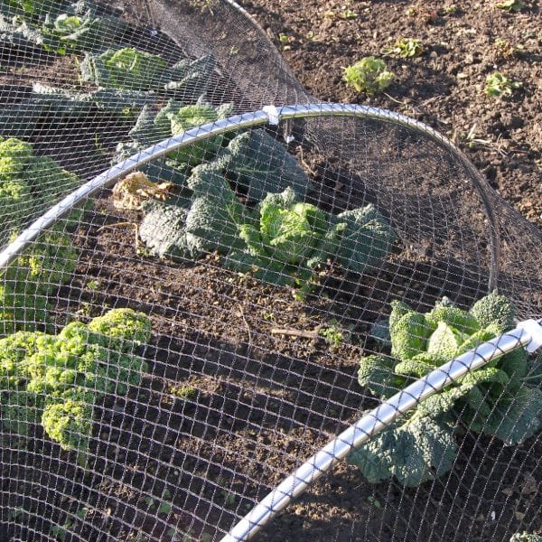Bird Plant Protection Netting