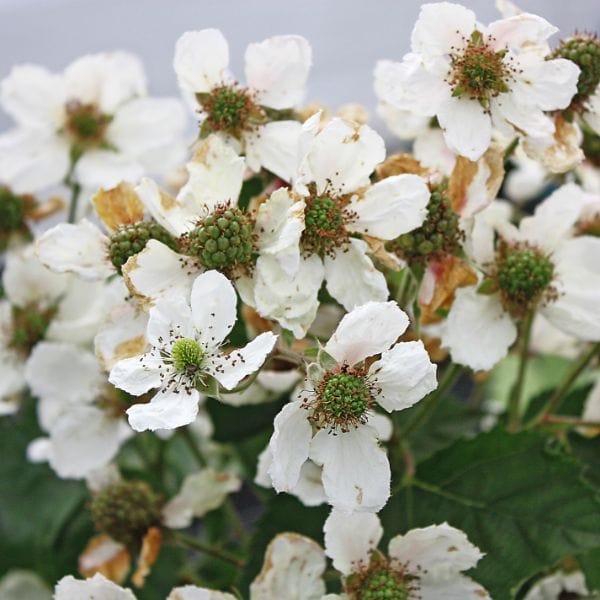 Blackberry Mont Blanc Plant