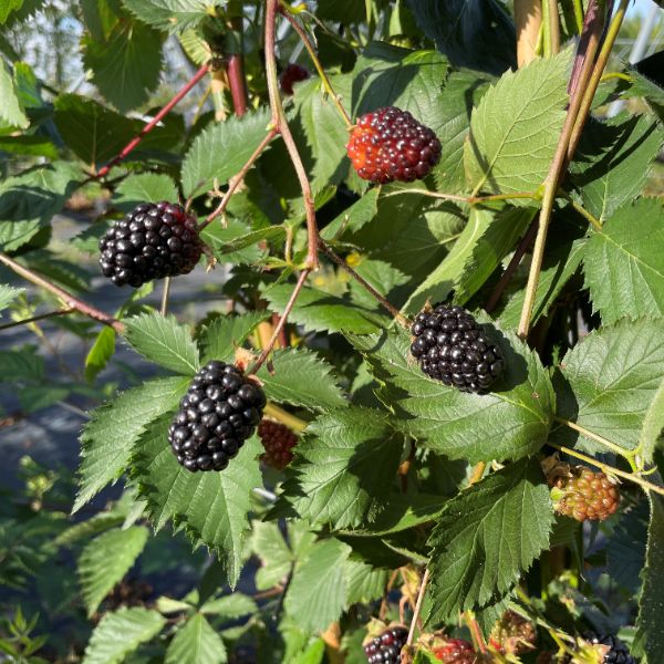 Blackberry Loch Katrine Plant