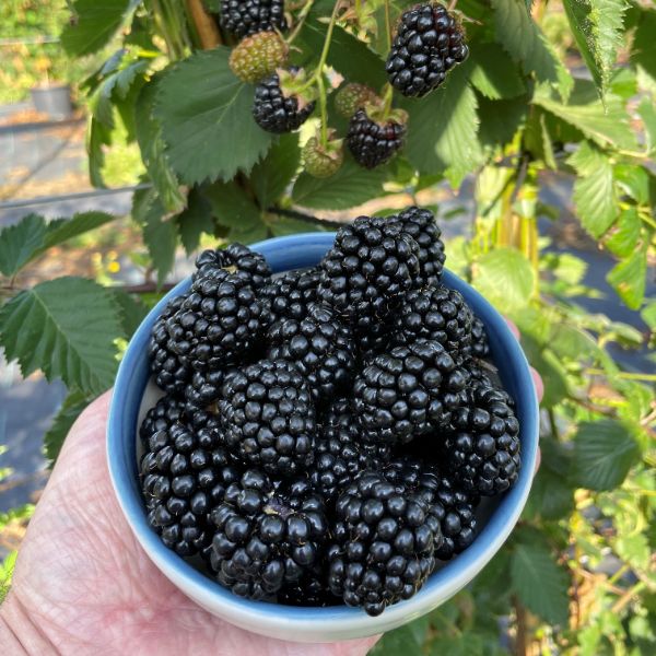 Blackberry Loch Katrine Plant