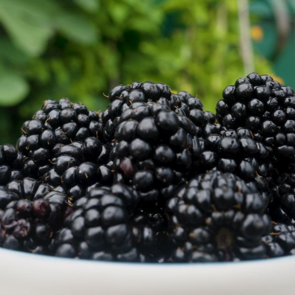 Blackberry Loch Katrine Plant