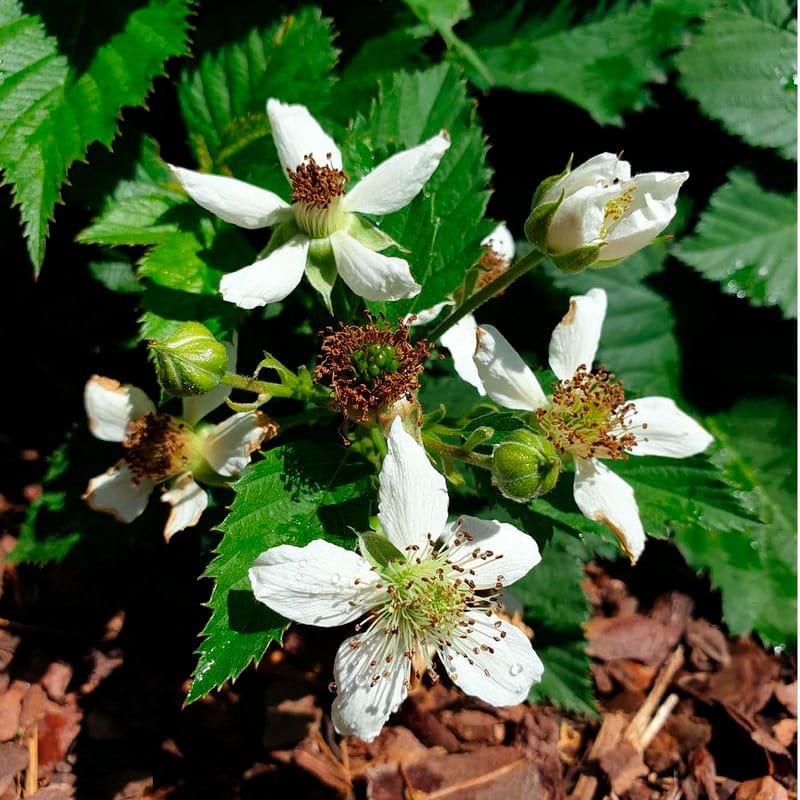 Blackberry TinyBlack Fruit Plant (Primocane)