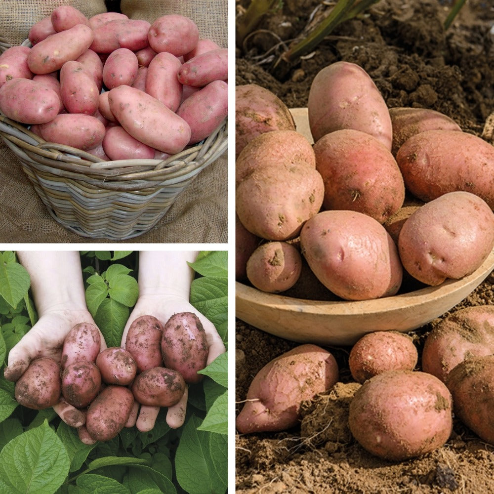 Blight Resistant Sarpo Potato Collection
