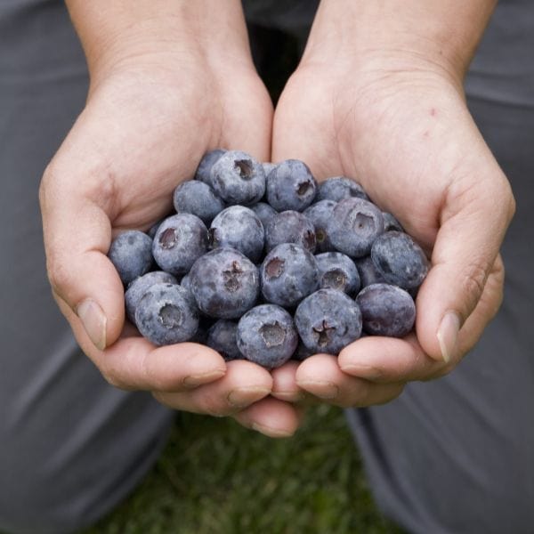 Chandler Blueberry 2ltr Potted Plant