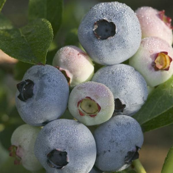 Chandler Blueberry 2ltr Potted Plant