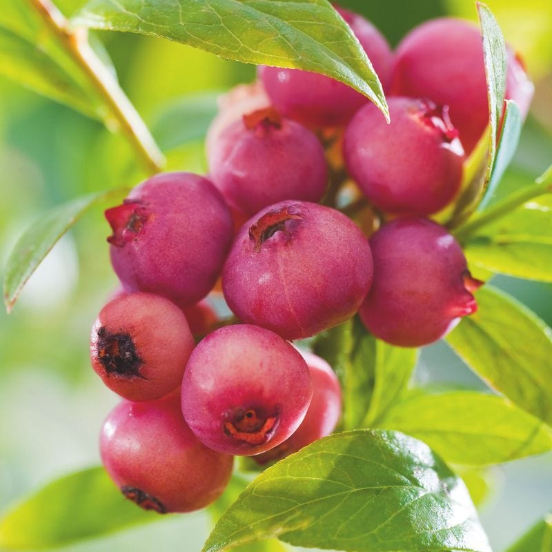Blueberry Pink Color Blueberry Pink Lemonade | Mr Fothergill's