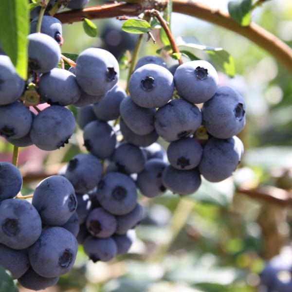 Titanium Blueberry 2ltr Potted Plant