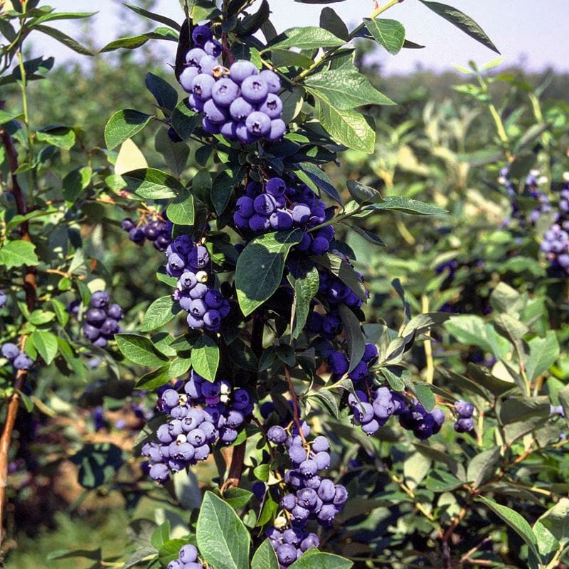 Duke Blueberry 1 x 2ltr Potted Plant