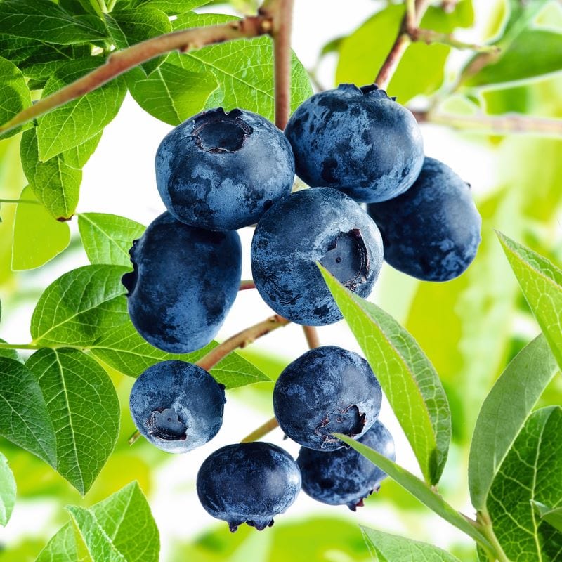 Duke Blueberry 1 x 2ltr Potted Plant