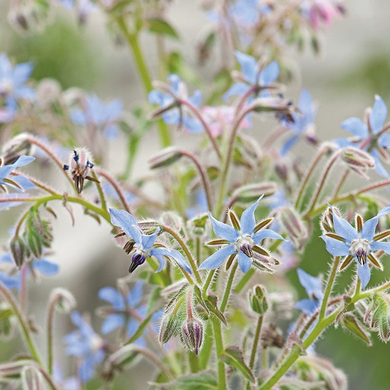 Borage Blue Seeds