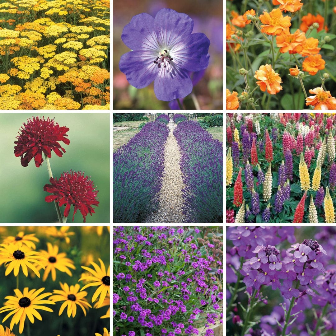 Border Perennial Collection Flower Plants