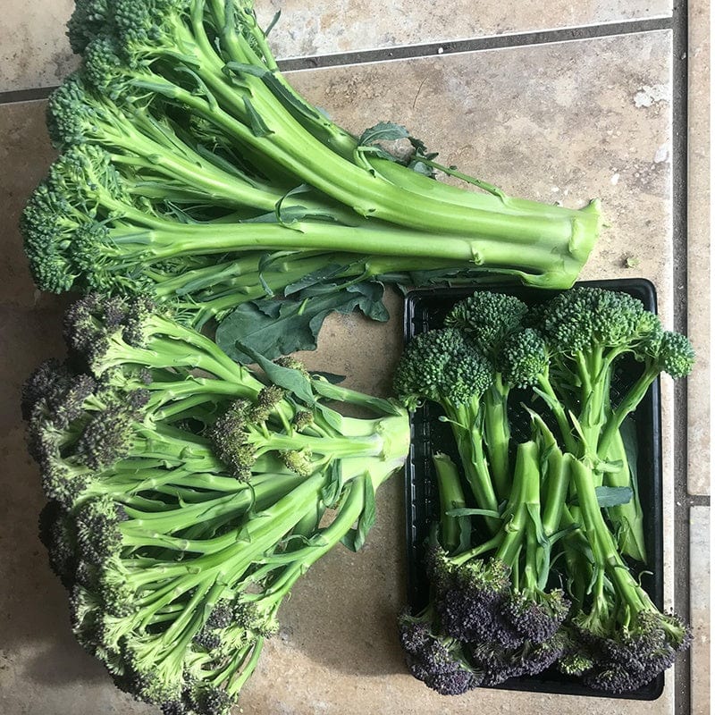 Broccoli (Sprouting) Purple Rain F1 Vegetable Seeds