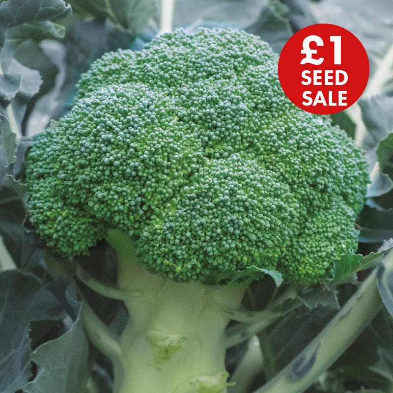 Broccoli Babilon F1 Seeds