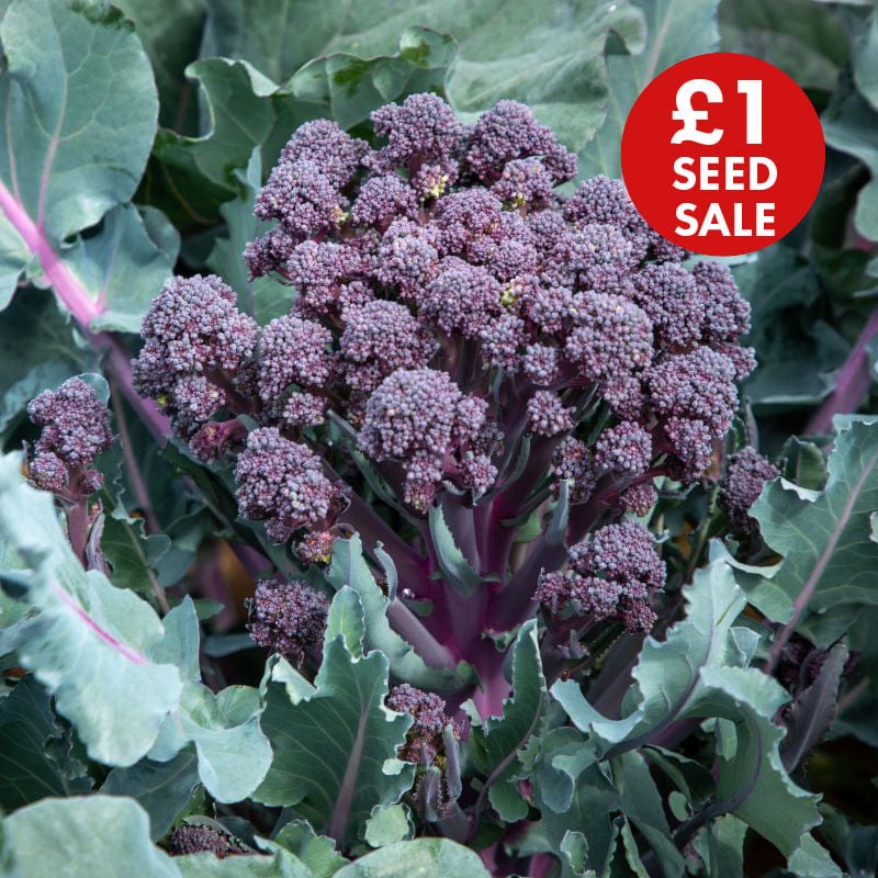 RHS Broccoli Tyrian F1 Seeds