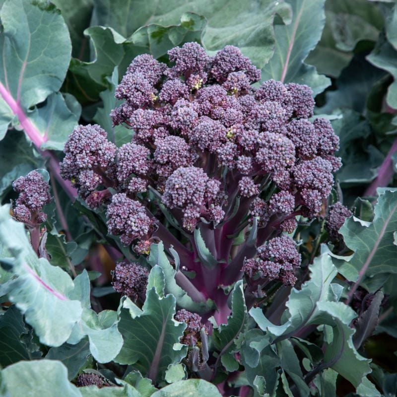 RHS Broccoli Tyrian F1 Seeds