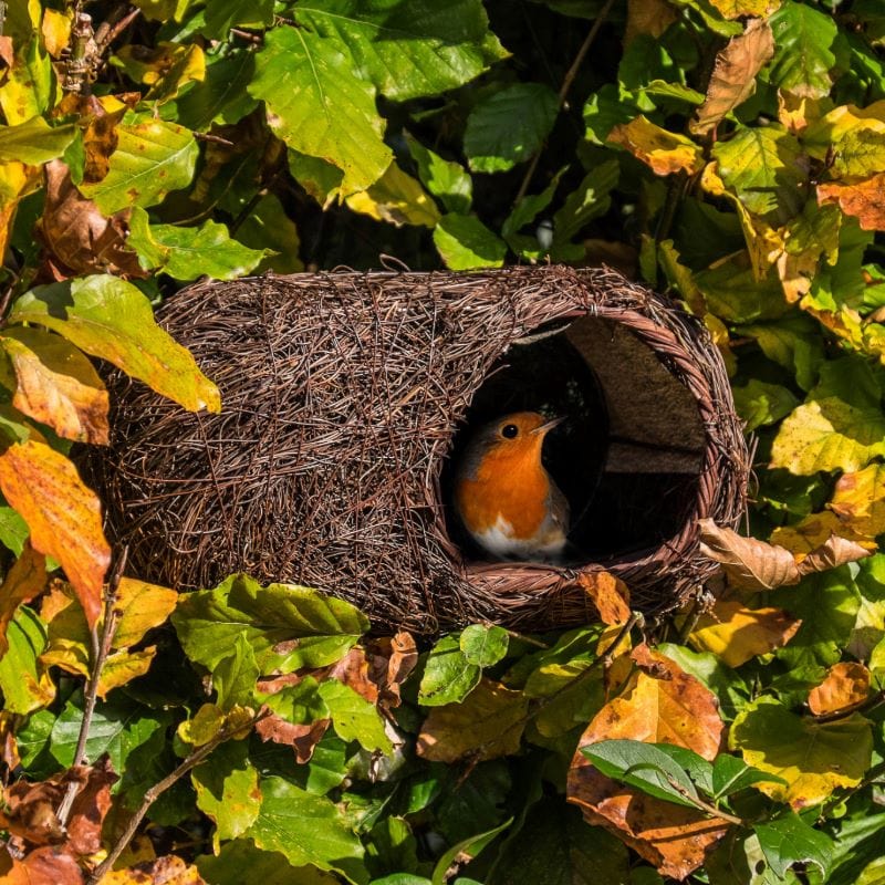 Simon King Brushwood Robin Nester