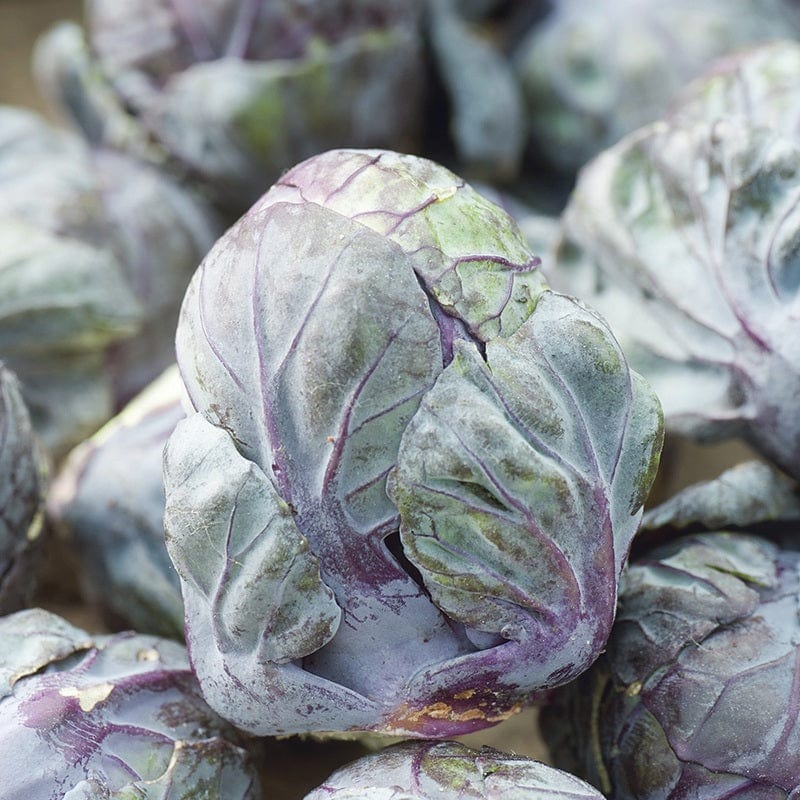 Brussels Sprout Rubine Seeds