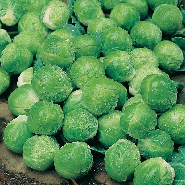 Brussels Sprout Season Long Cropping Seed Collection