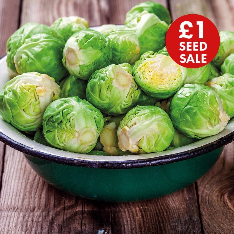 Brussels Sprout Brechin F1 Seeds