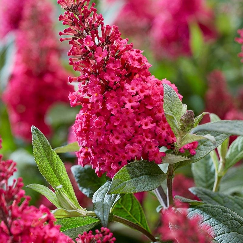 Buddleja Butterfly Candy Little Ruby Shrub Plant