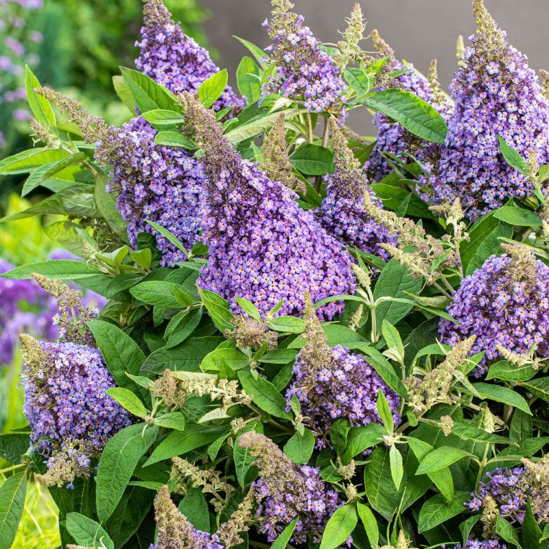 Buddleja davidii Lila Sweetheart