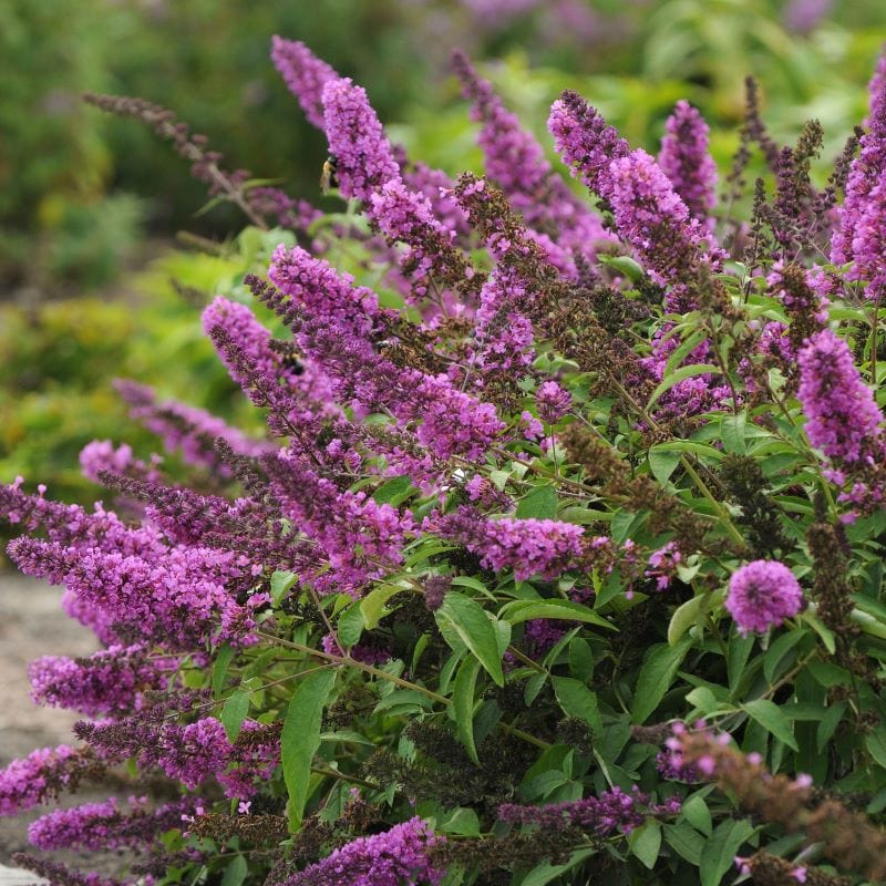 Buddleja davidii Tutti Frutti Shrub Plants