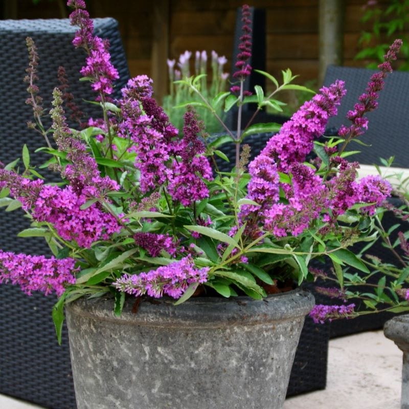 1 x 9cm Potted Plant Buddleja davidii Tutti Frutti Shrub Plants