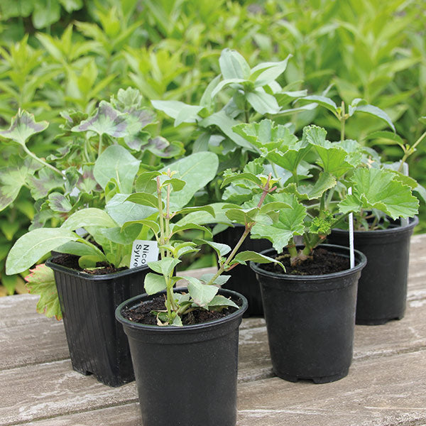 Bumper Kitchen Garden Herb Collection