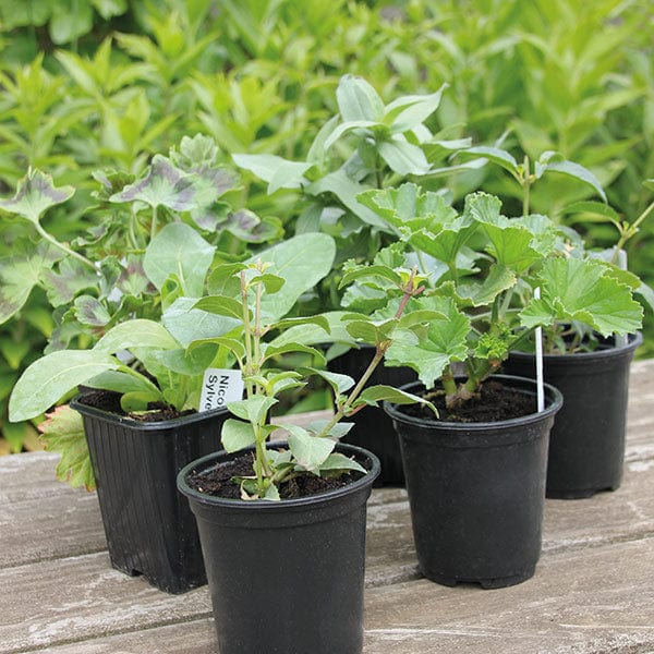 Bumper Kitchen Herb Plant Collection