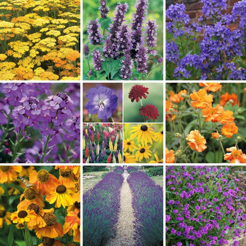 Bumper Border Perennial Collection Flower Plants