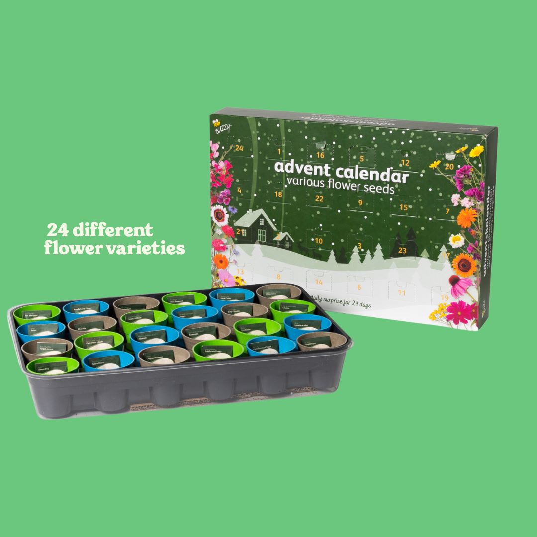 Buzzy Advent Flower Calendar