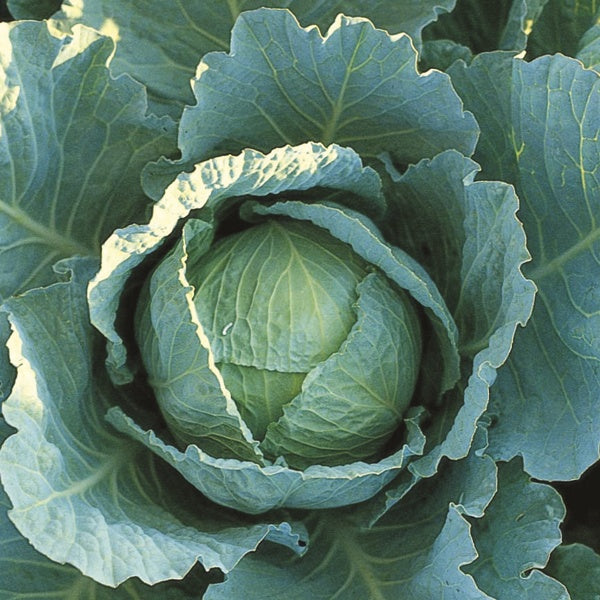 Cabbage Tundra F1 Plants from Mr Fothergill's Seeds and Plants