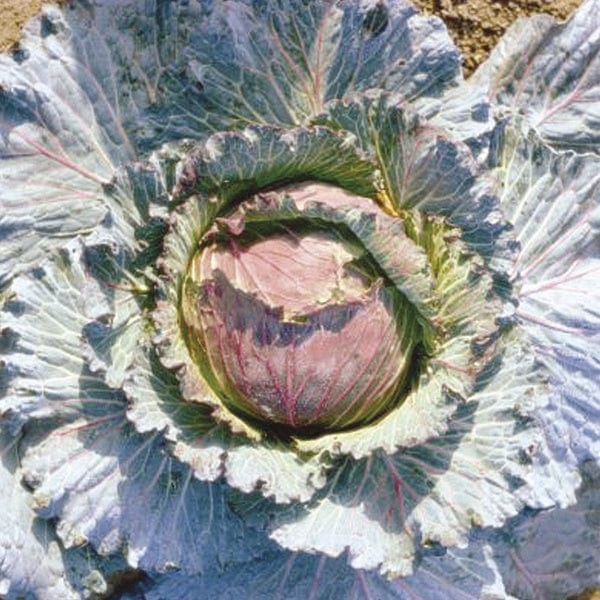Cabbage Marabel F1 Plants