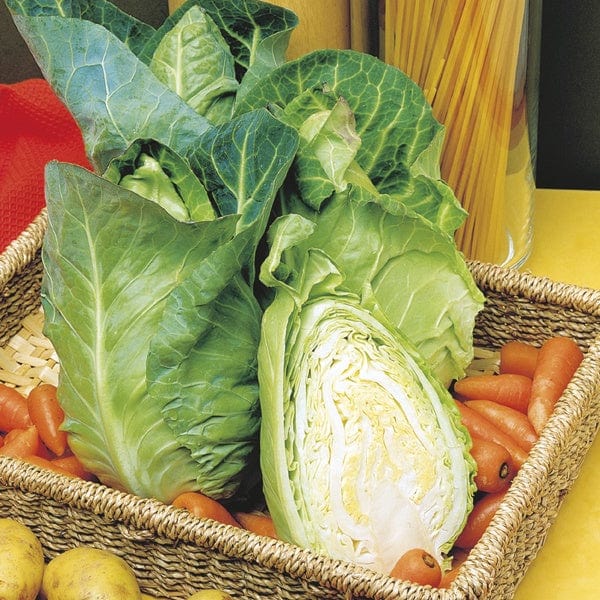 Cabbage Capricorn F1