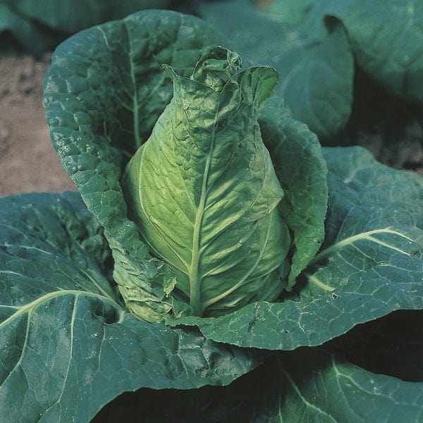 Cabbage Veg Plant Collection