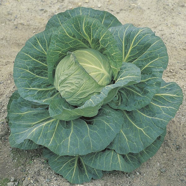 Cabbage Spring Hero F1 AGM Plants