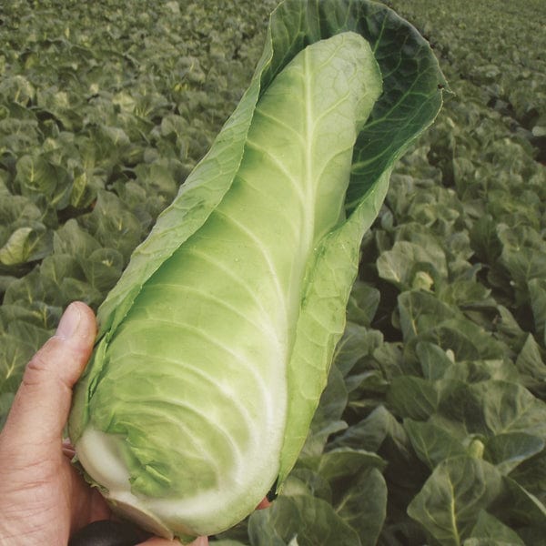 Cabbage Dutchman F1 Plants