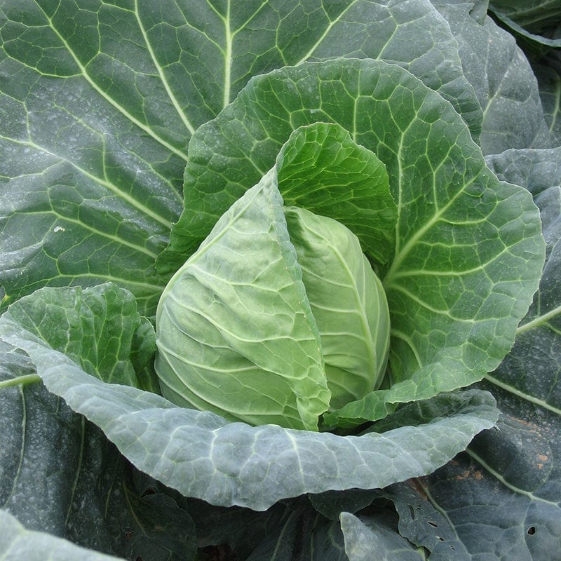 Cabbage Duncan F1 AGM Plants